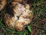Rhizopogon ochraceorubens image
