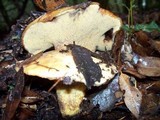 Suillus ponderosus image