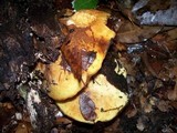 Suillus ponderosus image