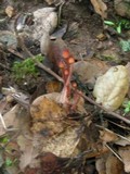 Mycena californiensis image