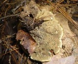 Hydnellum mirabile image