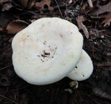 Lactarius subvellereus image