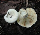 Lactarius subvellereus var. subdistans image