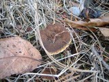 Coltricia perennis image