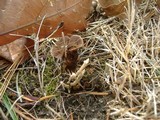 Coltricia perennis image