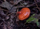 Ganoderma lucidum image