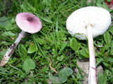 Lepiota roseolivida image