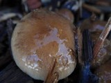 Pholiota lenta image