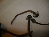 Mycena amicta image