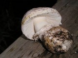 Amanita silvicola image