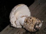 Amanita silvicola image