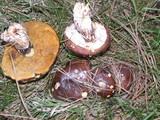 Suillus luteus image