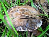 Hydnellum caeruleum image