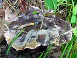 Hydnellum caeruleum image