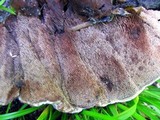 Hydnellum caeruleum image