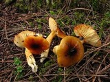 Hygrophorus siccipes image