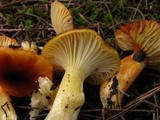 Hygrophorus siccipes image