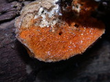 Hypomyces aurantius image