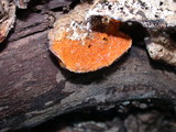 Hypomyces aurantius image