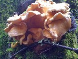 Sarcomyxa serotina image