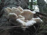 Hericium cirrhatum image
