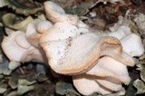 Hericium cirrhatum image