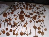 Psilocybe pelliculosa image