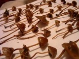 Psilocybe pelliculosa image