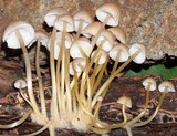 Mycena renati image