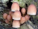 Mycena renati image