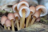 Mycena renati image