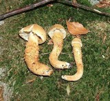 Cortinarius humicola image