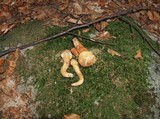 Cortinarius humicola image