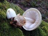Volvariella bombycina image