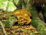 Meripilus giganteus image
