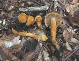 Cortinarius humicola image