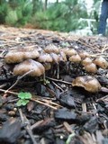 Psilocybe baeocystis image