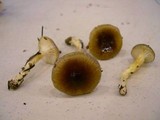 Hygrophorus siccipes image