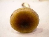 Hygrophorus siccipes image
