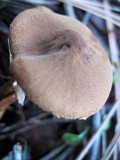 Cystoderma fallax image