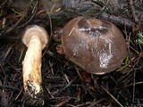 Lactarius kauffmanii var. kauffmanii image