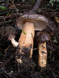 Lactarius kauffmanii var. kauffmanii image