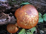 Gymnopilus luteus image