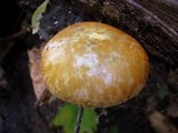 Gymnopilus luteus image