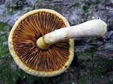 Gymnopilus luteus image