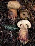 Boletus rubripes image
