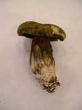 Tylopilus porphyrosporus image