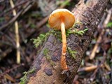 Lepiota castanea image