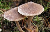 Cortinarius casimiri image
