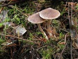 Cortinarius casimiri image